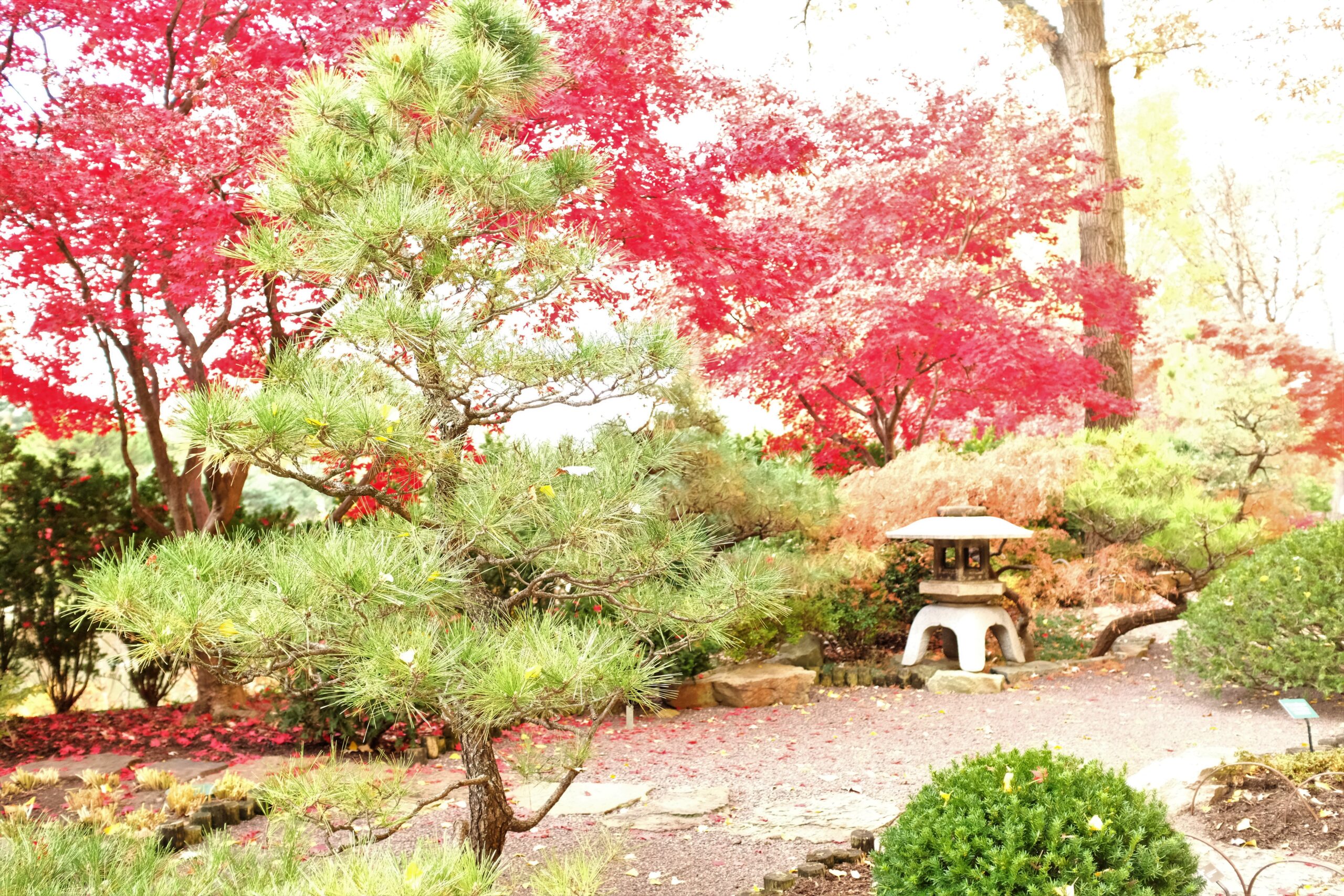 A serene garden with vibrant green and red trees. A small evergreen tree is in the foreground, while bright red foliage dominates the background. A stone lantern rests on the right side, surrounded by various shrubs and a gravel pathway, offering a peaceful setting for reflective strategy coaching sessions.